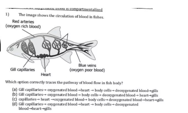 Question: == vruvu is compartmentalized1)          The image shows the circulation of blood in fishes.Red arteriesWhich option correctly traces the pathway of blood flow in fish body?(a)  Gill capillaries→ oxygenated blood→heart → body cells→ deoxygenated blood→gills(b) Gill capillaries→ oxygenated blood→ body cells- deoxygenated blood- heart-gills(C) capillaries→ heart →oxygenated blood- body cells→ deoxygenated blood--heart--gills(d) Gill capillaries→ oxygenated blood→heart → body cells→ deoxygenatedblood→heart→gills