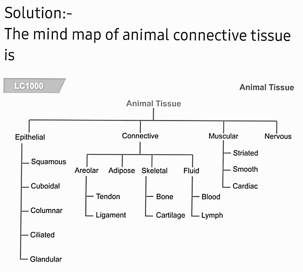 Mind Map Of Animal Tissue Make A Concept Map On 'Animal Connective Tissues'.. | Snapsolve