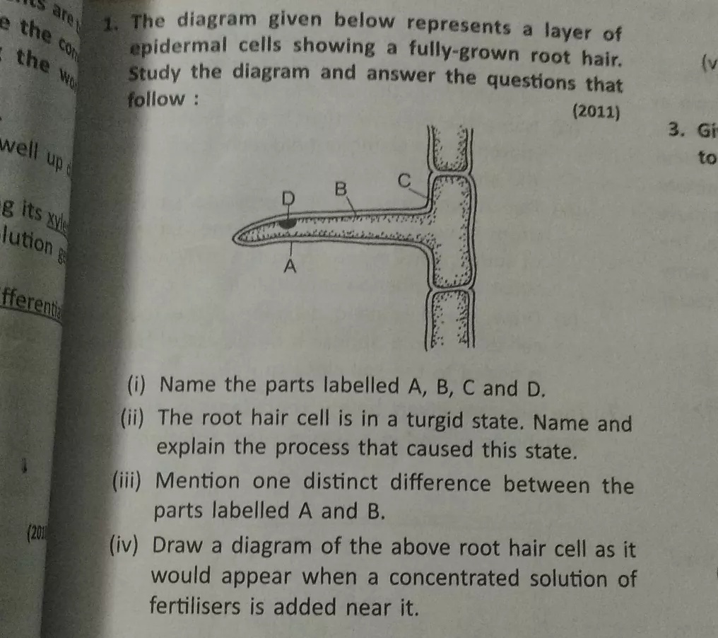 S Are 1 The Diagram Given Below Represents A Layer Ofe The Cor Epidermal Cells Showing A Fully Grown Root Hair Vthe Wo Study The Diagram And Answer The Questions Thatfollow 11 3 Giwell