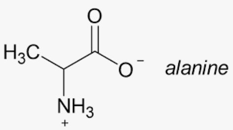 Which Of The Following Amino Acids Is Achiral A Alanineb Glycinec Serined Cysteine Snapsolve