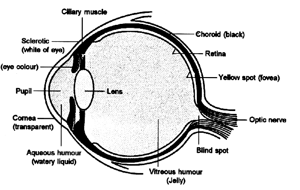 Draw A Well Labelled Diagram Of The Human Eye Snapsolve