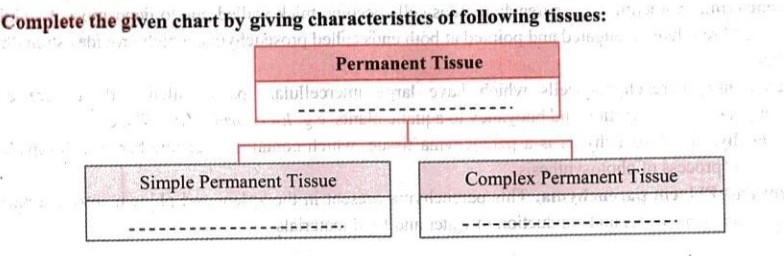 Complete The Following Chart Permanent Tissue Complete The Following Chart Permanent Tissue