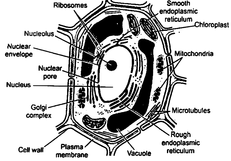 Long Answer Question Illustrate Only A Plant Cell As Seen Under Electron Microscope How Is It Different From Animal Cell Snapsolve