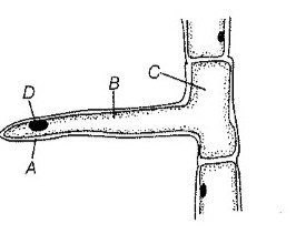 The Diagram Below Represents A Layer Of Epidermal Cellsshowing A Fully Grown Root Hair Study The Diagram Andanswer The Questions That Follows Draw A Diagram Of The Above Root Hair Cell As