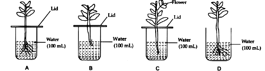Sarita Wanted To Find Out If Plants Absorb Water Through Their Roots So She Decided To Conduct An Experiment Which Of The Following Two Set Ups Should She Choose To Conduct A Fair