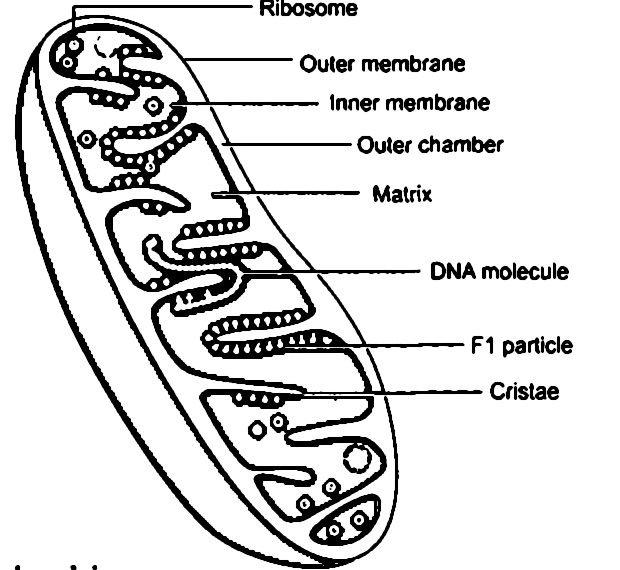 Long answer question :Draw a labelled diagram of mitochondria. Write the functions of mitochondria. | Snapsolve