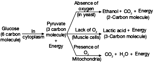 yeast in anaerobic respiration