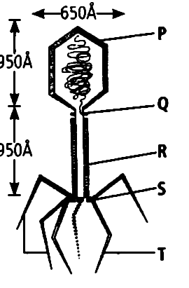 Solved: Given is an electron microscopic structure of a (T_2 ...
