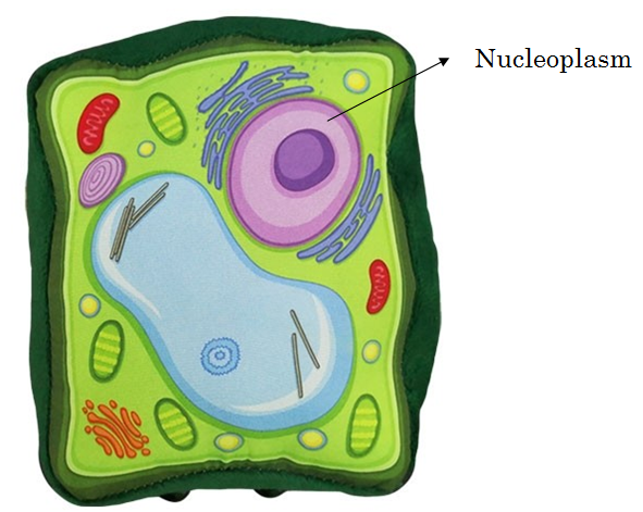 Draw a plant cell and label the parts