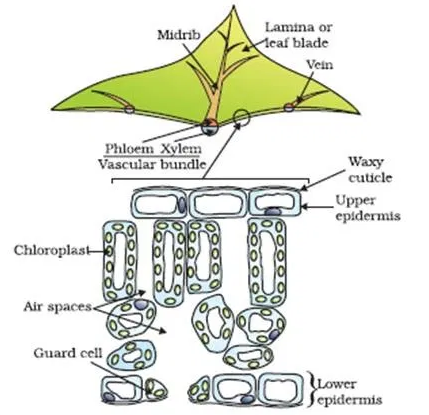 Cross section of leaf diagram
