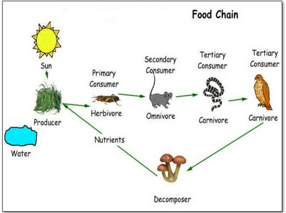 Long Answer Question What Is A Food Chain Give Its Characteristics Explain How Energy Flows Through Different Trophic Levels In A Food Chain Snapsolve