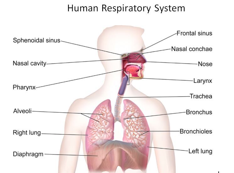 Long Answer Question Draw The Respiratory System Of Human Beings And Describe The Mechanism Of Breathing In Human Beings Snapsolve