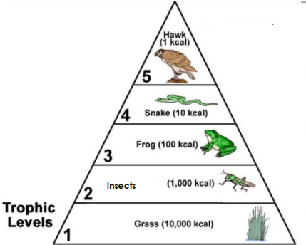 Short Answer Question Draw An Ecological Pyramid And Indicate The Trophic Levels Of Insects Snakes Grasses And Frogs In It Snapsolve