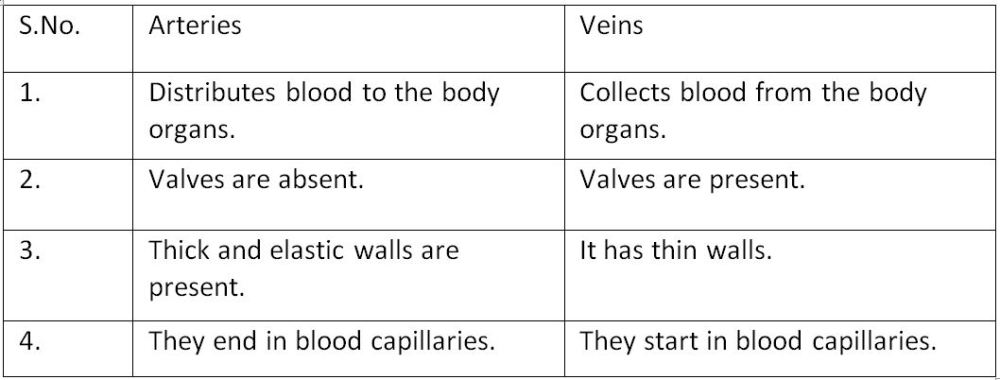 List In Tabular Form Three Differences Between Arteries And Veins Snapsolve