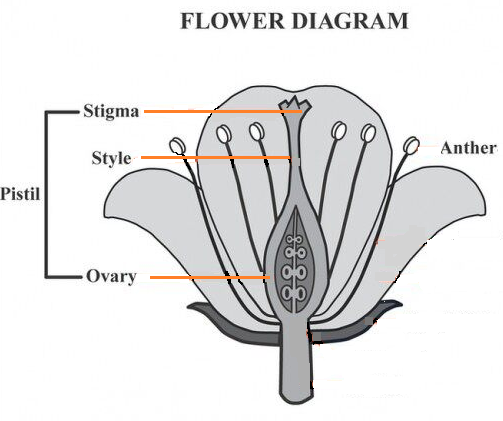 Long Answer Question A Draw A Longitudinal Section Of A Flower And Label On It The Following I Anther Ii Ovary Iii Stigma Iv Style B Classify The Following Into Unisexual And Bisexual Textit Hibiscus Watermelon Mustard