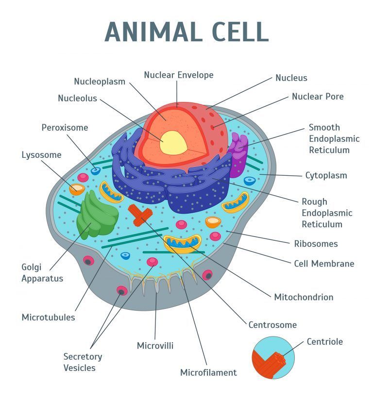 Short Answer Question Draw A Neat Labelled Diagram Of An Animal Cell Snapsolve