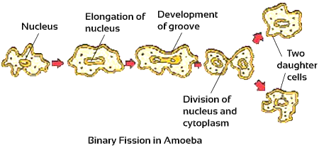 Describe the binary fission and multiple fission in organisms. | Snapsolve
