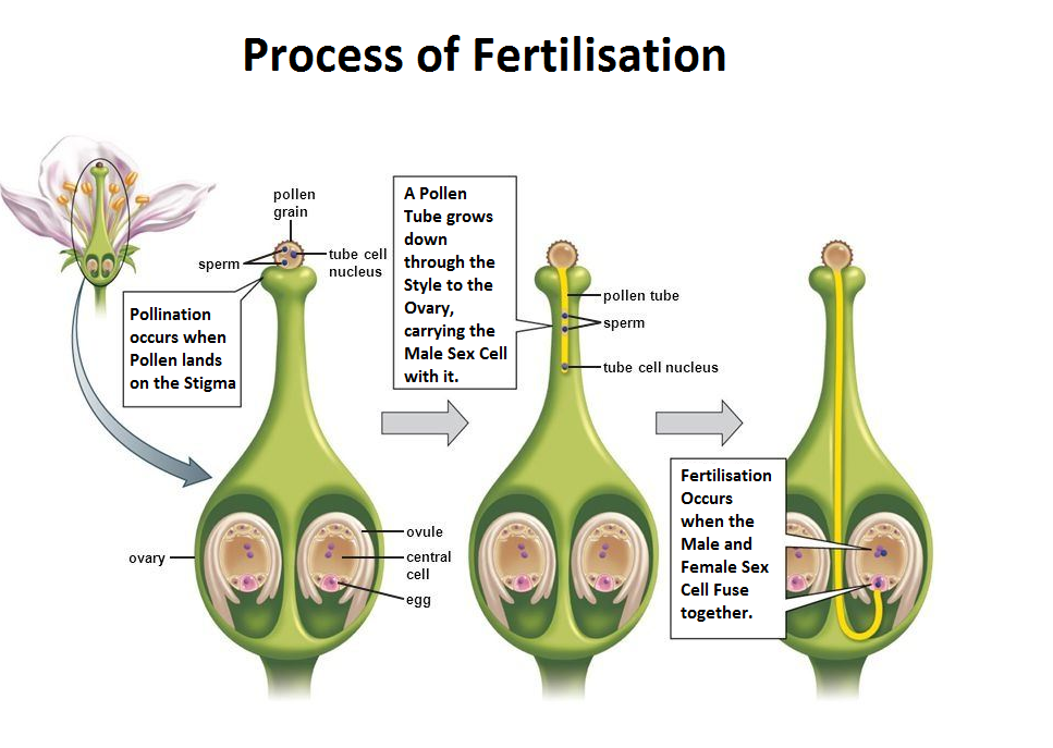 Short Answer Question What Is Zygote Explain In Brief How Fertilisation Occurs Snapsolve