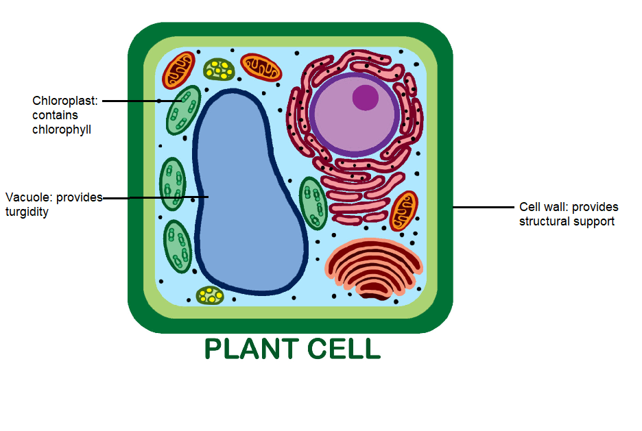 Short Answer Question Draw A Neat Diagram Of Plant Cell And Label Any Three Parts Which Differentiate It From Animal Cell Snapsolve