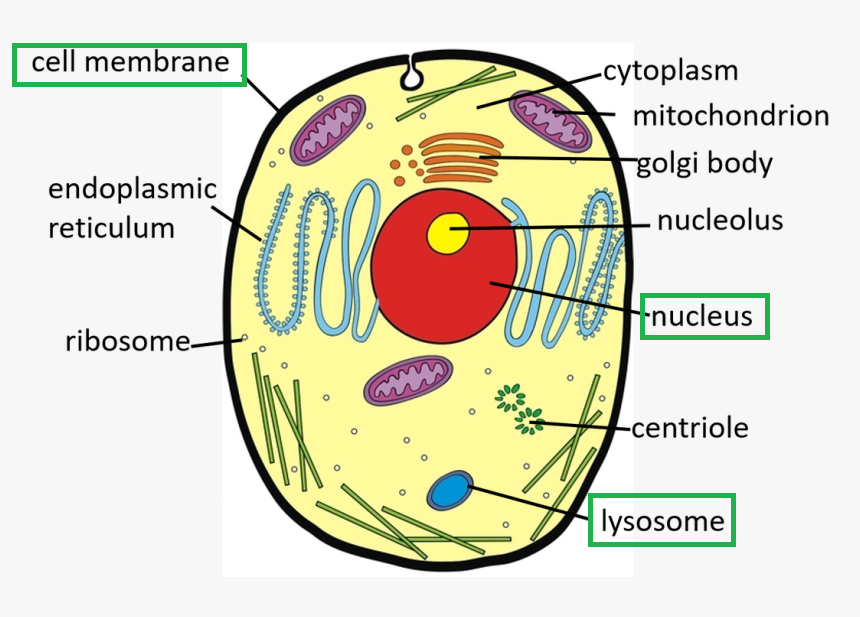 Short Answer Question Draw A Neat Diagram Of An Animal Sell And Label On It The Following Plasma Membrane Nucleus Lysosomes Snapsolve