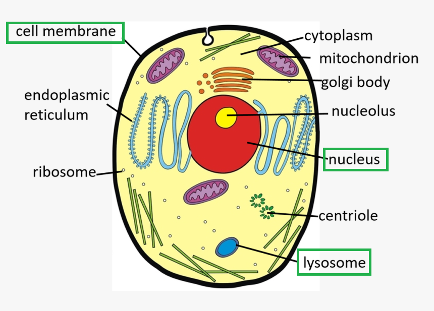 Draw And Label Diagram Of Animal Cell : Draw A Neat Labelled Diagram Of ...