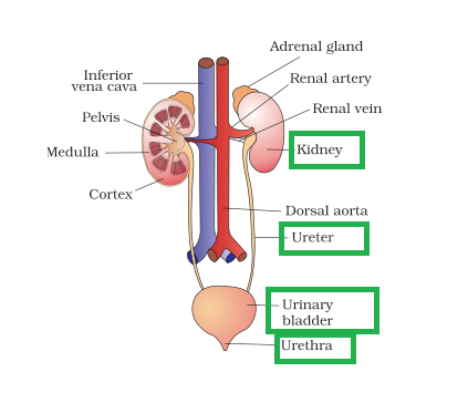 Short Answer Question Draw A Diagram Of The Human Urinary System And Label In It I Kidney Ii Ureter Iii Urinary Bladder Iv Urethra Snapsolve