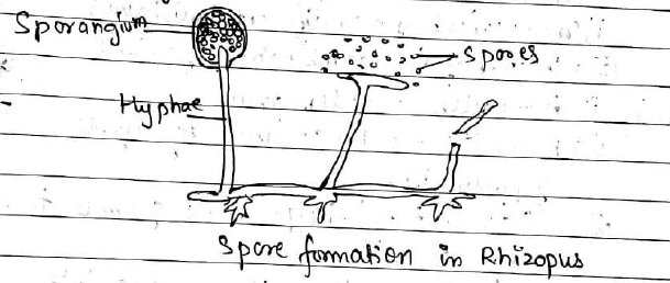 spore formation