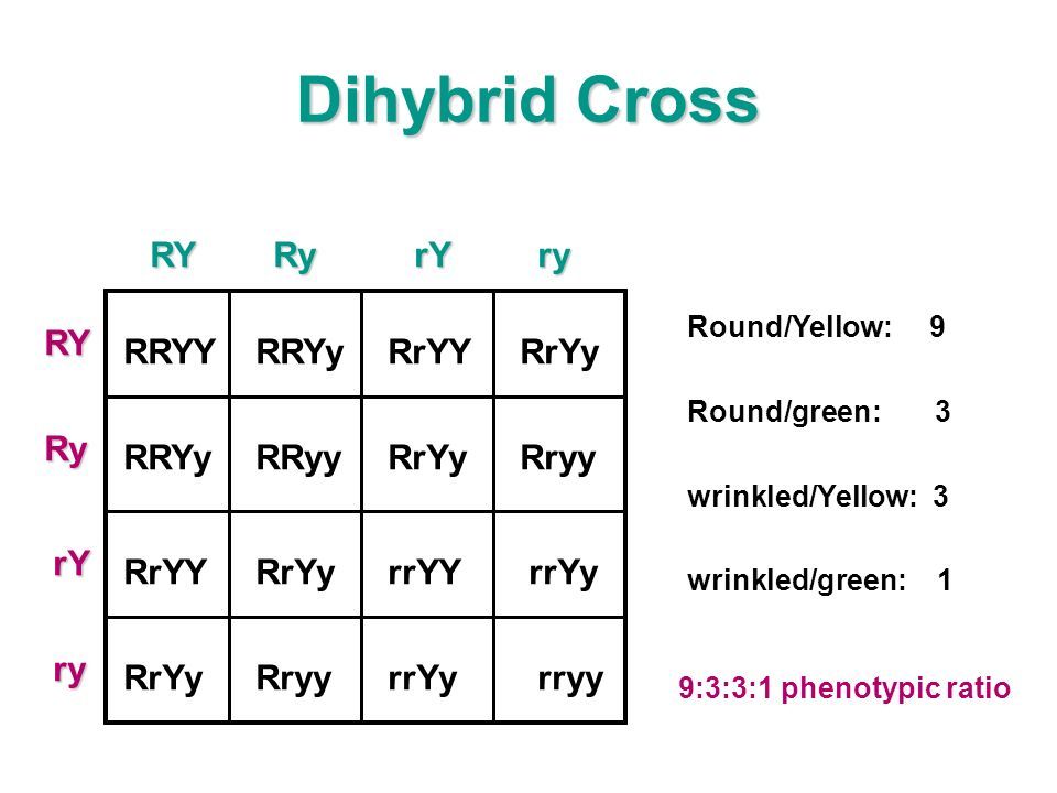 Which Of The Following Depicts The Mendel S Dihybrid Ratio A 3 1 B 9 3 3 1 C 9 7 D 15 1 Snapsolve