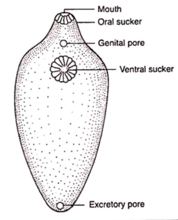 Diagram Based Question Draw The Diagram Of Liver Fluke Snapsolve