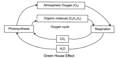 What Is The Greenhouse Effect Why Is It Named So Snapsolve