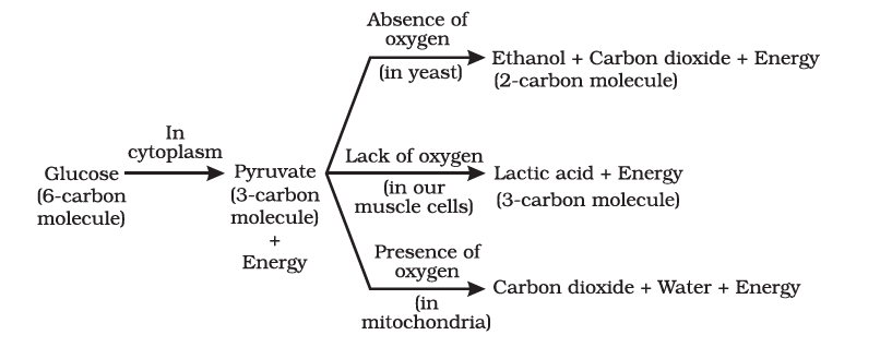 Long Answer Question With A Schematic Diagram Explain The Overall Process Of Respiration In Animals Snapsolve