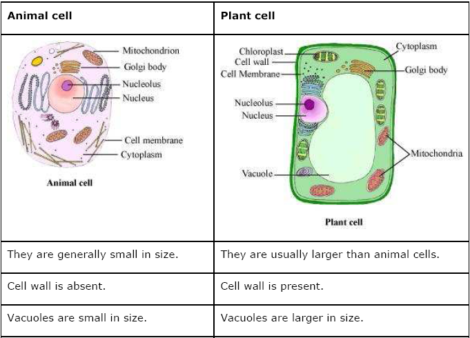 Short Answer Question Make Sketches Of Animal And Plant Cells State Three Differences Between Them Snapsolve