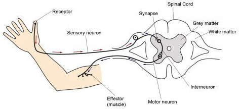 Short Answer Question Draw A Labelled Diagram Of Reflex Arc And Describe In Brief Snapsolve