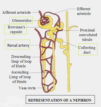 Long Answer Question I Draw The Structure Of A Nephron And Label The Following Parts On It A Renal Artery B Bowman S Capsule C Glomerulus D Collecting Duct Ii Name Four Substances In The Initial