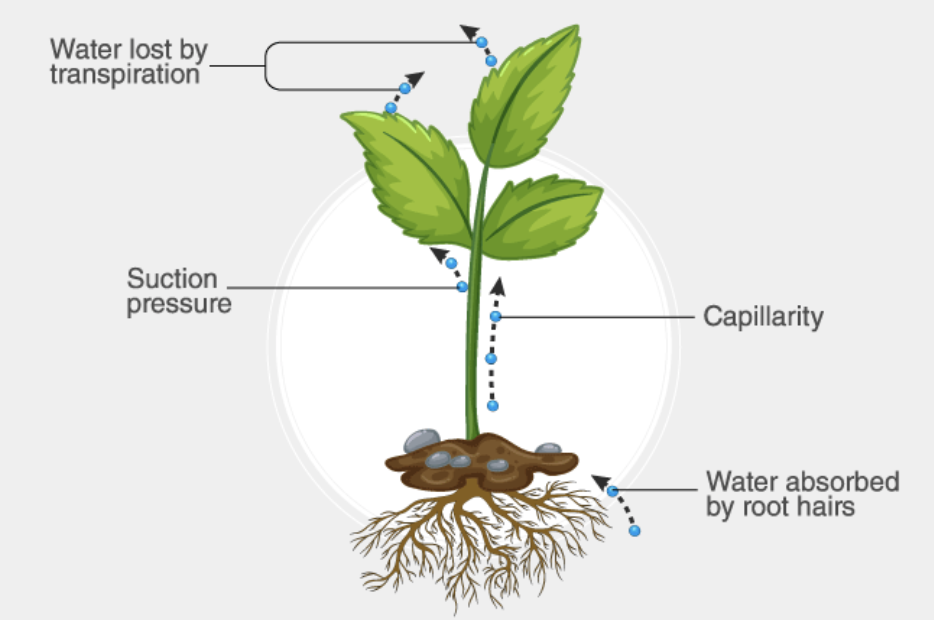 Long Answer Question Plants Absorb Water From The Soil How Does This Water Reach The Top Of The Tree Explain In Detail Snapsolve