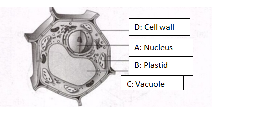 Short Answer Question Observe The Diagram Of A Plant Cell Given Below And Find Out Which Part S A B C And D Is Are Also Found In An Animal Cell Snapsolve