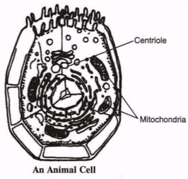 Short Answer Question Draw A Diagram Of Animal Cell And Label Centriole And Mitochondria On It Snapsolve