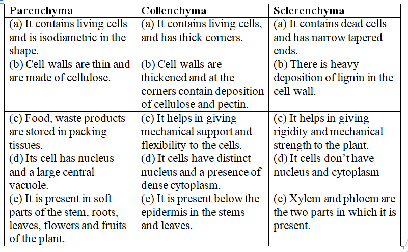 Parenchyma collenchyma and sclerenchyma