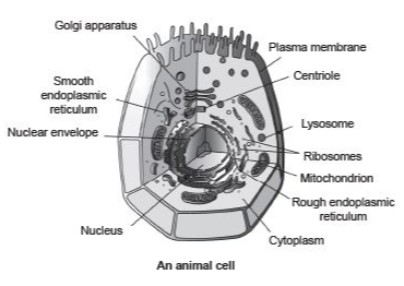 Long Answer Question Draw A Neat Labelled Diagram Of An Animal Cell Snapsolve