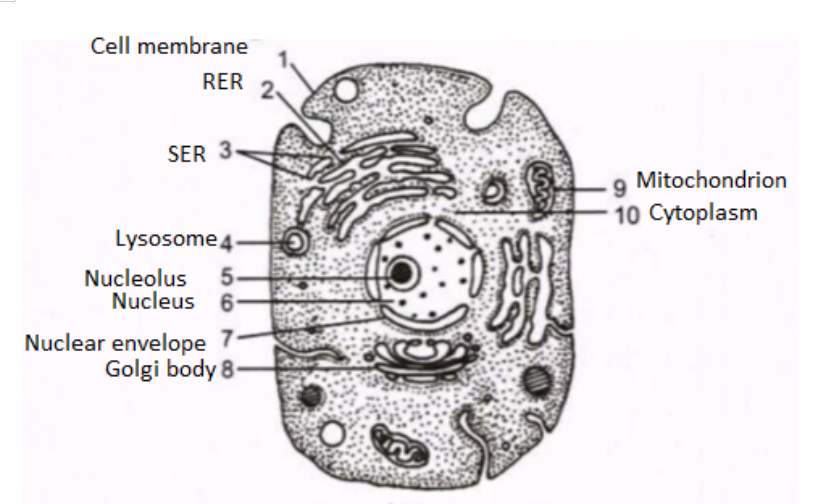 Long Answer Question Given Below Is A Diagrammatic Sketch Of Electron Microscopic View Of An Animal Cell A Label The Parts Indicated By Lines As 1 To 10 B Give Two Reasons To Support That