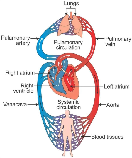 Describe Double Circulation In Human Beings Why Is It Necessary Snapsolve