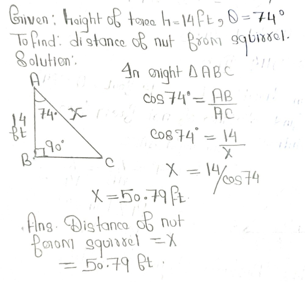 Gn Senoot Mathematics 7 A Squirrel Sits At The T Gauthmath