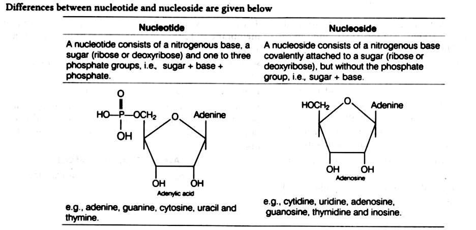 Enumerate The Difference Between A Nucleotide And Nucleoside Give Two Examples Of Each Withtheir Structures Ncert Exemplar Snapsolve