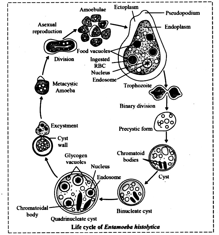 Entamoeba Histolytica Life Cycle In 2020 Life Cycles