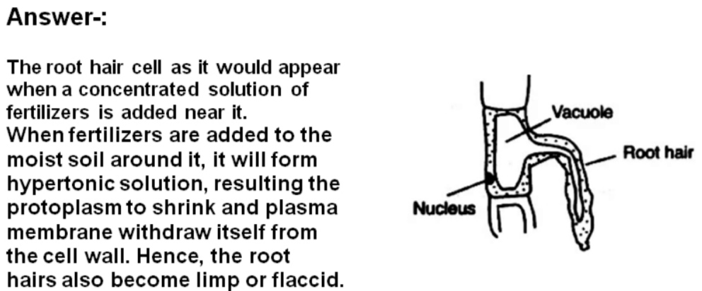 The Diagram Below Represents A Layer Of Epidermalcells Showing A Fully Grown Root Hair Study Thediagram And Answer The Questions That Follow Draw A Diagram Of The Above Root Hair Cell As It