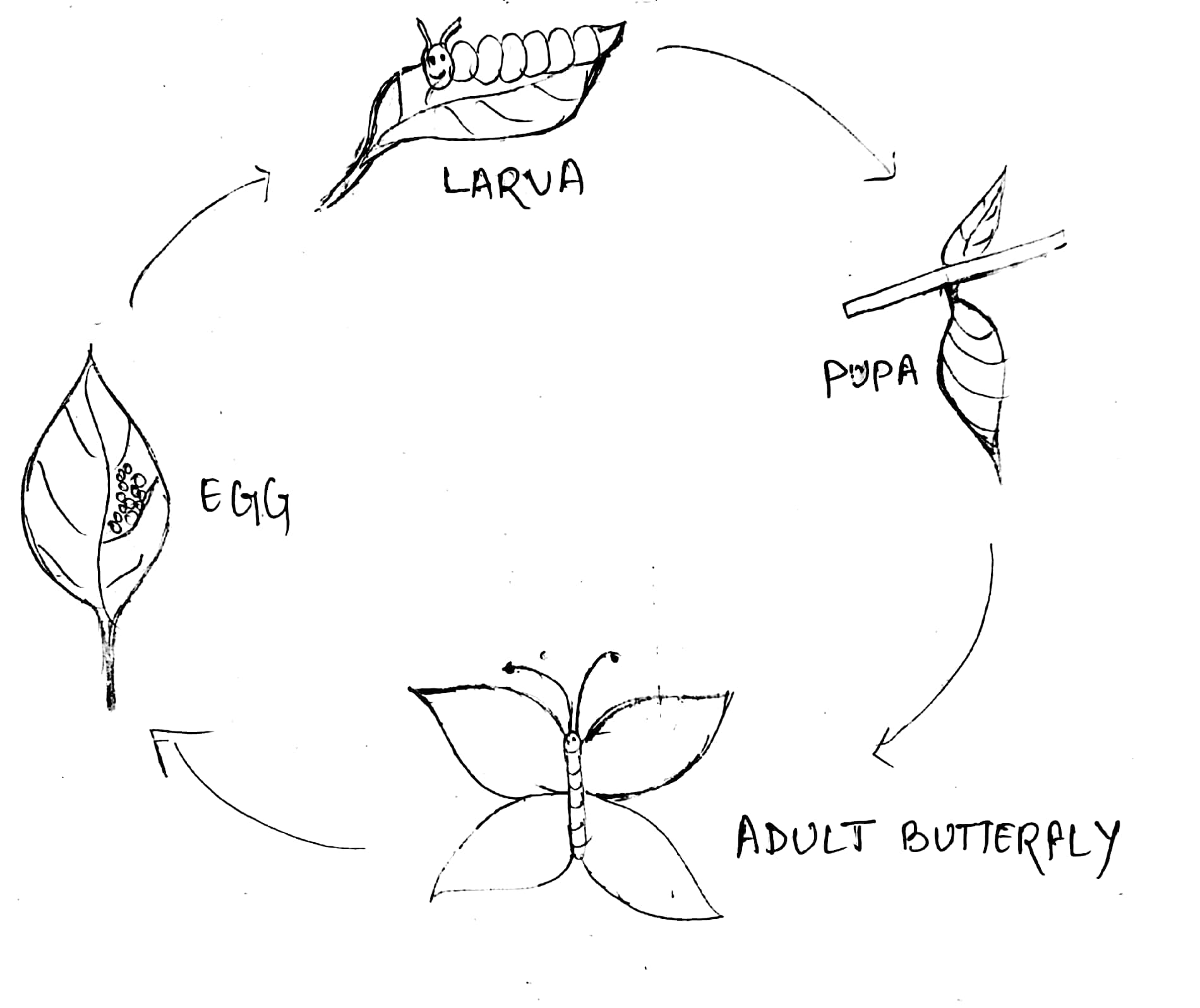 Draw the life cycle of butterfly 