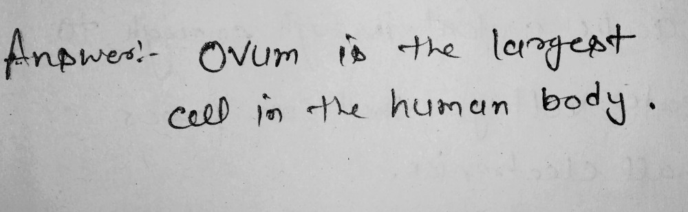 Which Is The Largest Cell In Human Body Snapsolve