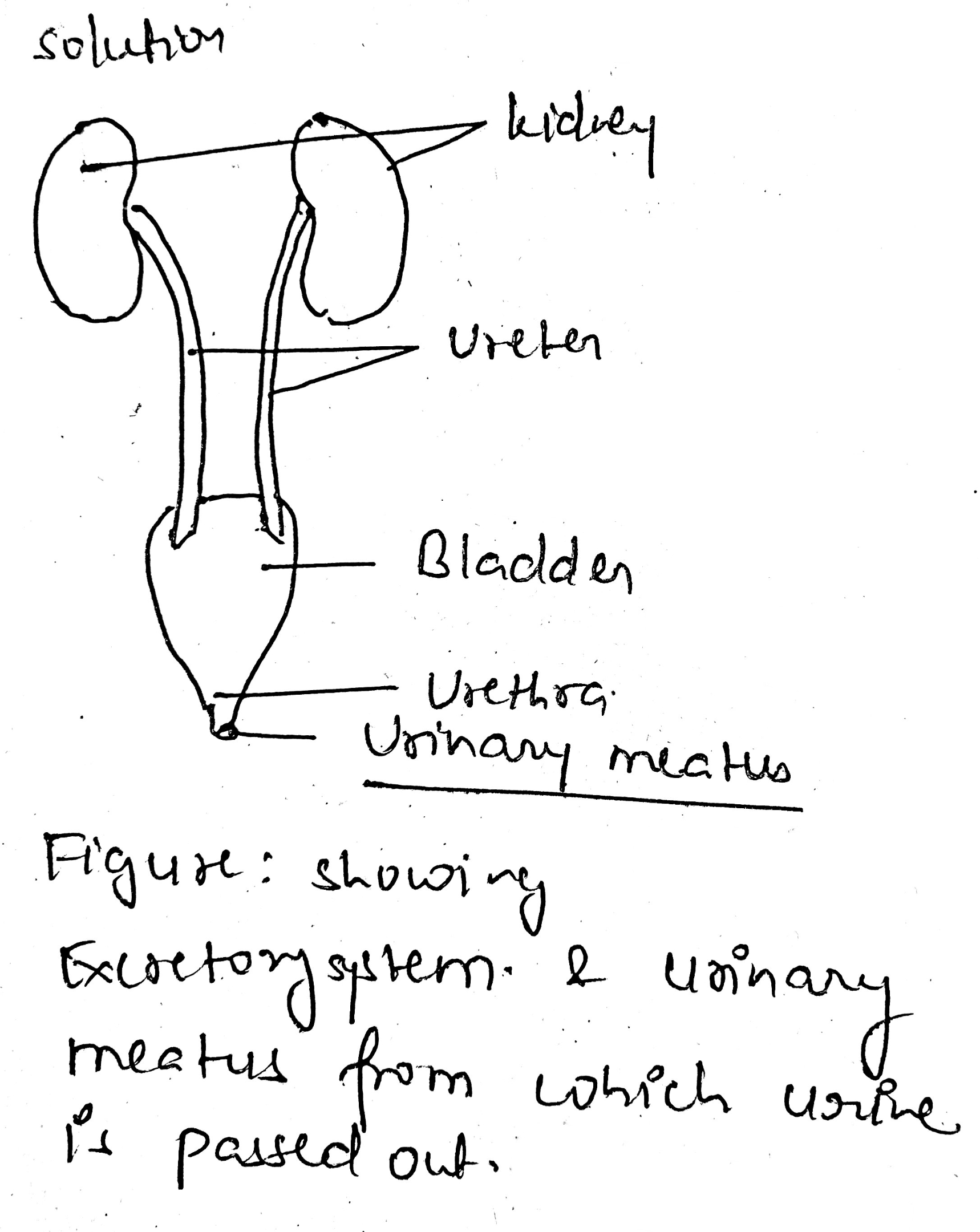 With The Help Of A Labelled Diagram Of Human Excretory