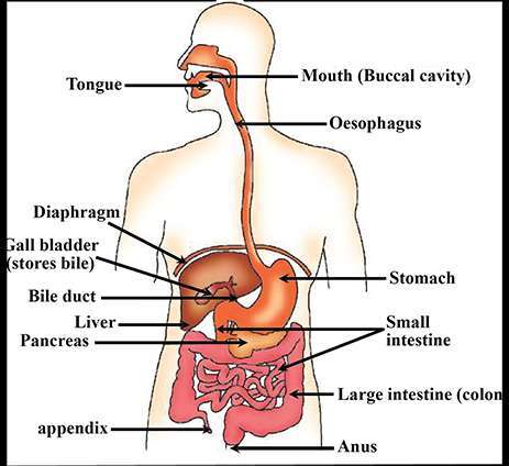 Explain Digestion Draw A Well Labelled Diagram Of A Human Digestive System And Its Associated Gland Also Mention The Role Of Every Organ Shown In The Diagram Snapsolve